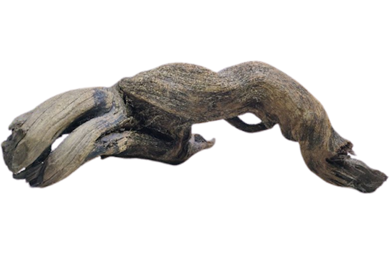 Kayu Santigi Laut 1