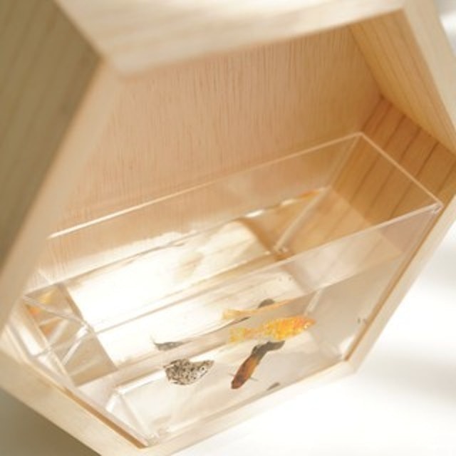 Hexagon Mini Aquascape