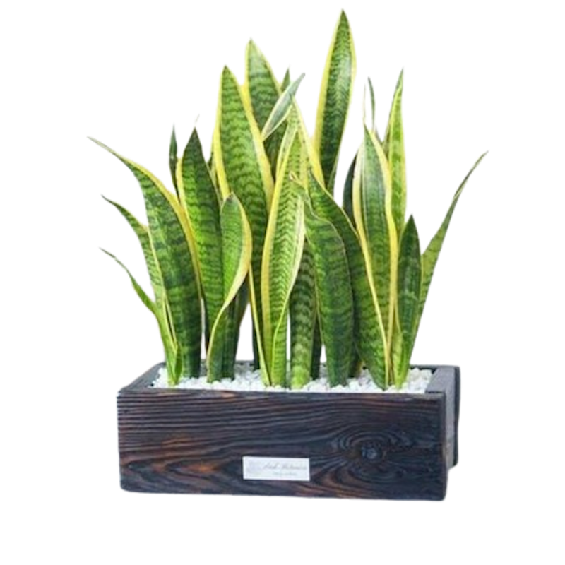 Lidah Mertua (Sansevieria) 1