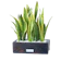 Lidah Mertua (Sansevieria) 1