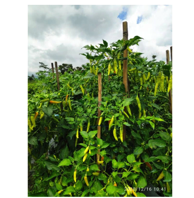 Agro Citra Mandiri Candi Bibit Cabai Rawit Unggul Viral