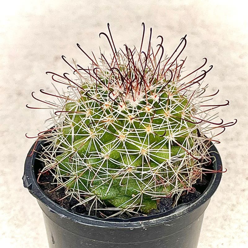 Kaktus Sukulen Magelang Baby Kaktus Ownroot Berakar