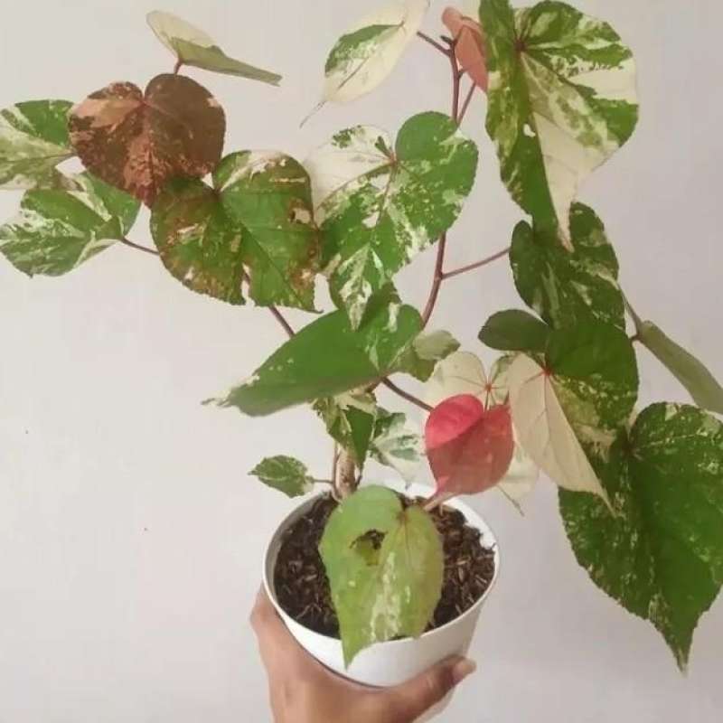  Bonsai Waru Variegata