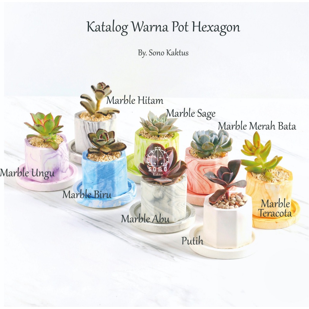 Souvenir Kaktus & Sukulen Hias Mini Paperbag Dara D-5 cm 5
