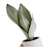Sansevieria trifasciata 'Moonshine' 1