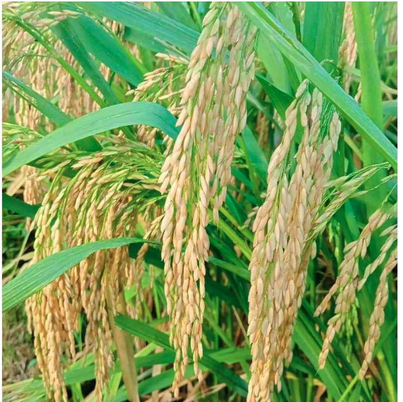  Benih Padi In-Hibrida Si Mbok 1 kg