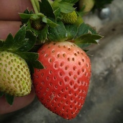 Bibit Strawberry Sagahonoka