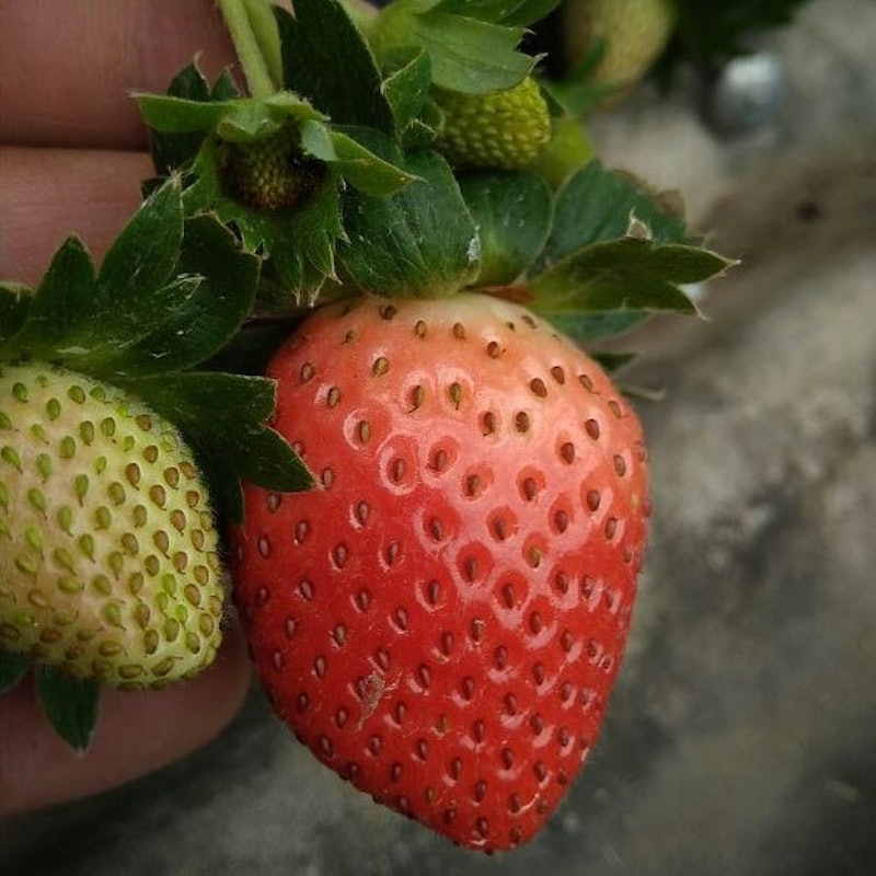 Bibit Strawberry Sagahonoka 1