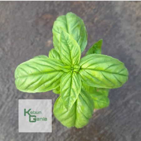  Tanaman Basil
