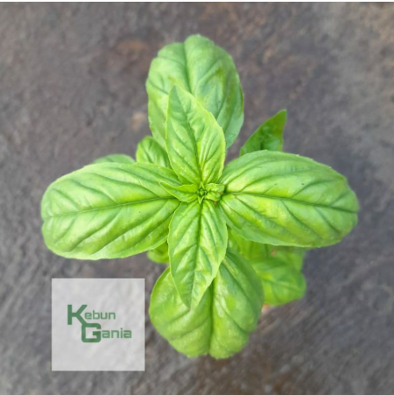 Tanaman Basil 4