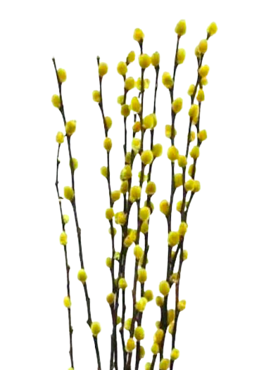 Dried Pussy Willow 4