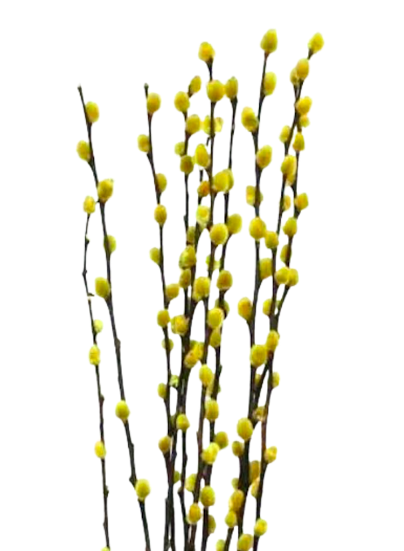 Dried Pussy Willow 4