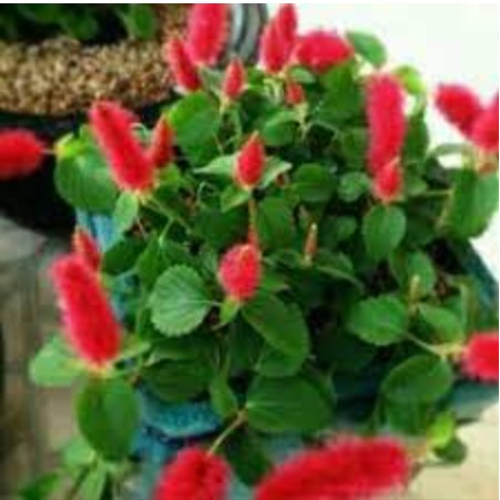 Acalypha Ulat Bulu Merah 3