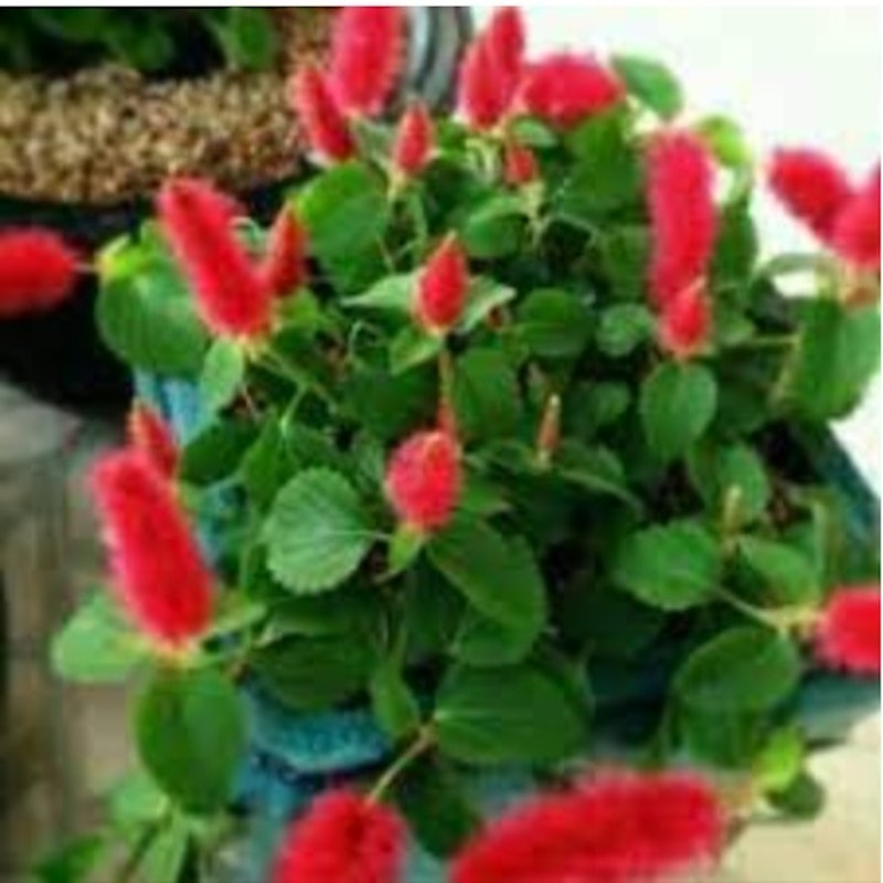 Acalypha Ulat Bulu Merah 3