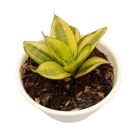 Sansevieria trifasciata 'Golden Hahnii'  1