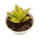 null Sansevieria trifasciata 'Golden Hahnii' 1