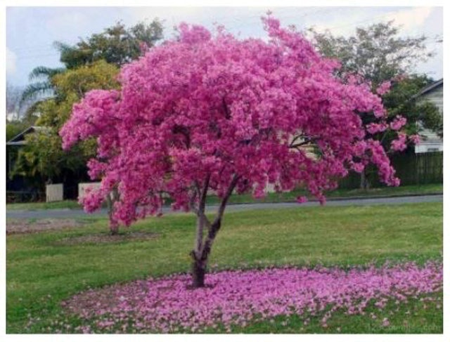 Bibit Bunga Tabebuya