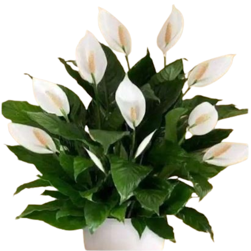 Peace Lily (Spathiphyllum) 1