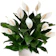 null Peace Lily (Spathiphyllum) 1