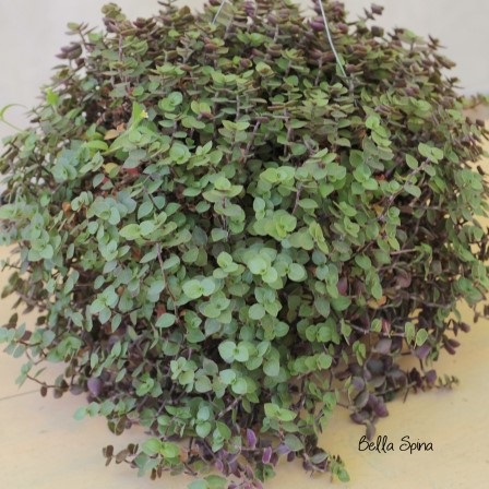 Kribo Varigata (Callisia repens) 2