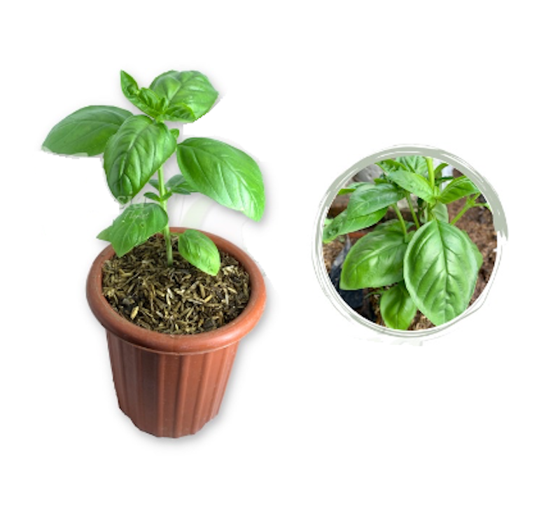 Tanaman Basil 1