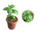 null Tanaman Basil 1