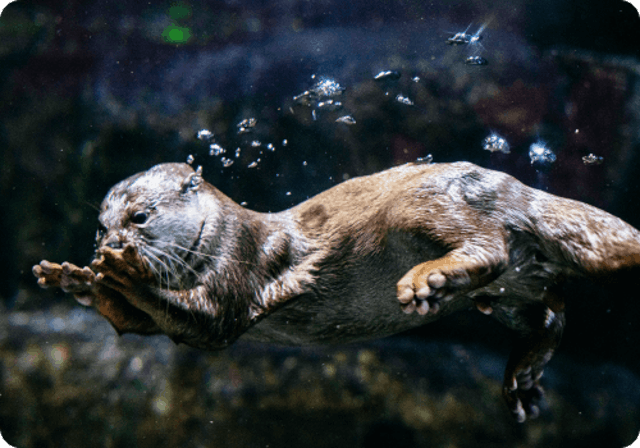 Jakarta Aquarium and Safari 3