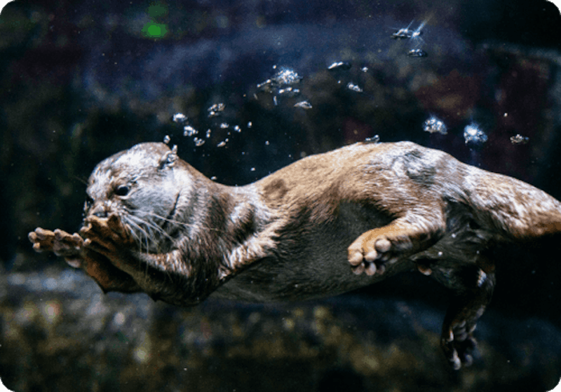Jakarta Aquarium and Safari 3