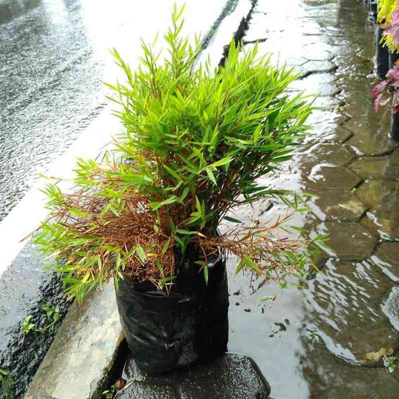 Bonsai Bambu 3
