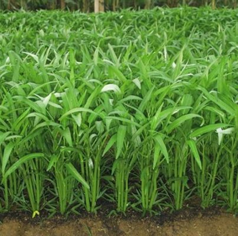 Cap Panah Merah Kangkung Bangkok LP-1 2