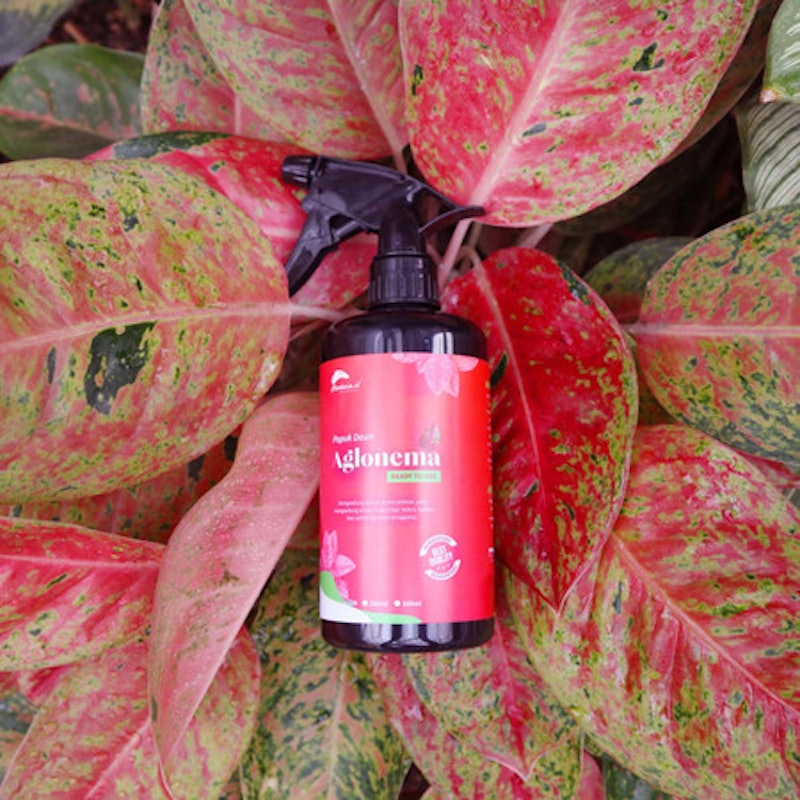 Planteria Pupuk Daun Aglonema 4