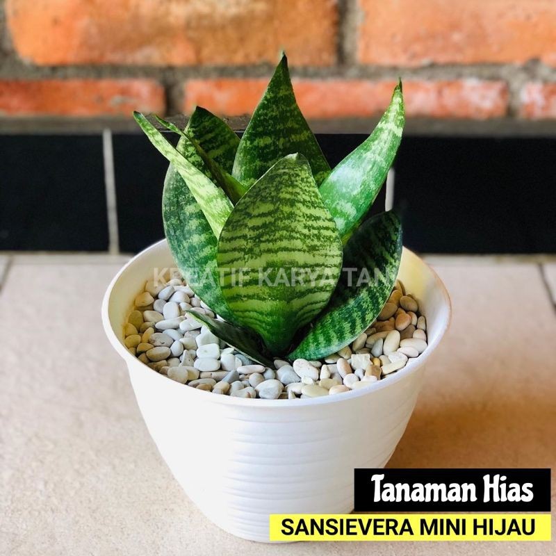 Sansivera Mini Hijau Kodok 5