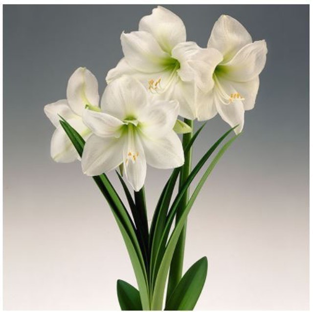 Bibit Bunga Amaryllis Bunga Bakung