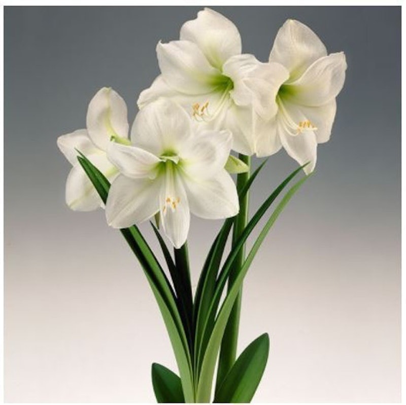 Bibit Bunga Amaryllis Bunga Bakung 1