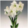Bibit Bunga Amaryllis Bunga Bakung 1