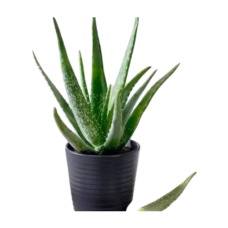 Aloe Vera 1