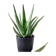 null Aloe Vera 1