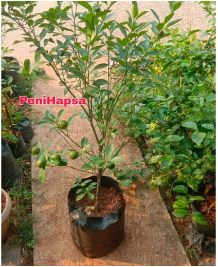 Bibit Jeruk Santang Madu Berbuah Tinggi 1 Meter 1