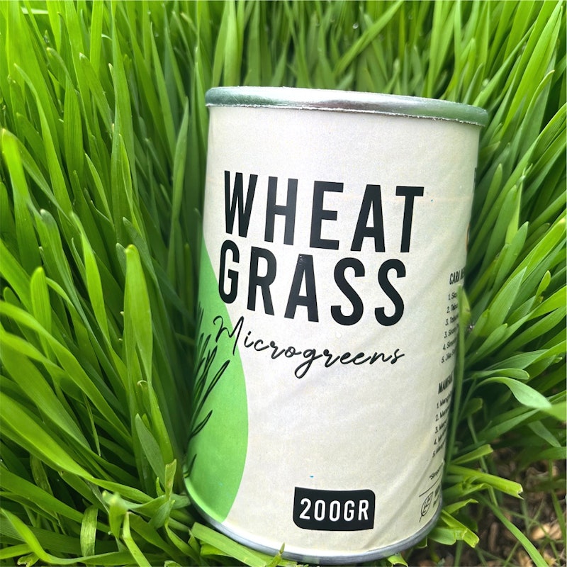 TANDURIA - Benih Wheatgrass 200gr 3