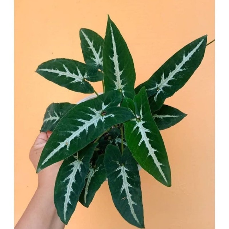 Syngonium wendlandii 2