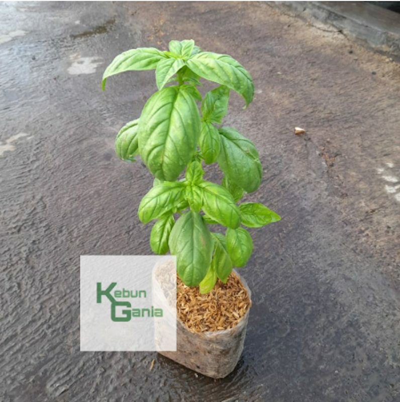 Tanaman Basil 5