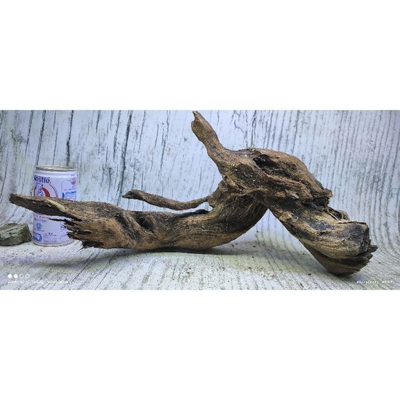 Kayu Santigi Laut 3