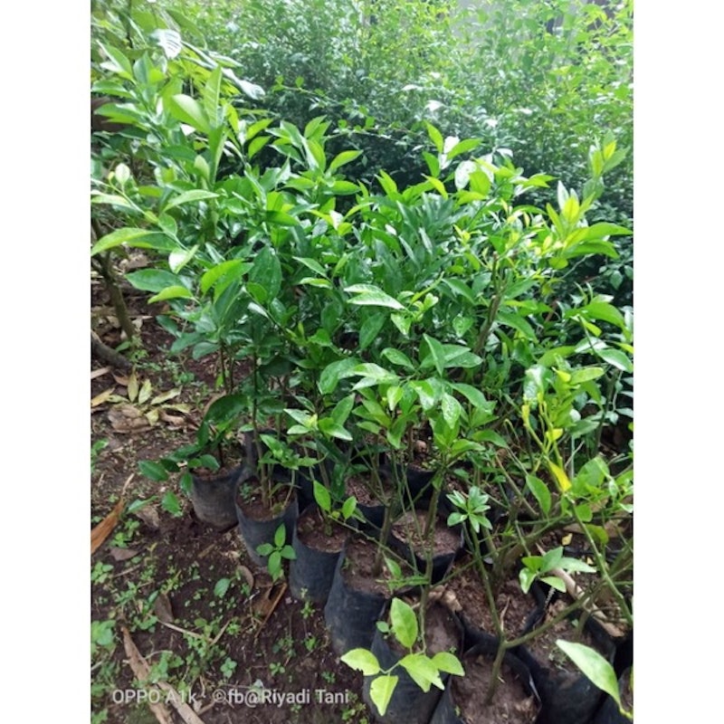 Bibit Jeruk Santang Madu Cangkok 4