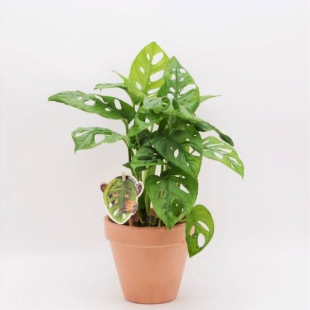  Monstera adansonii