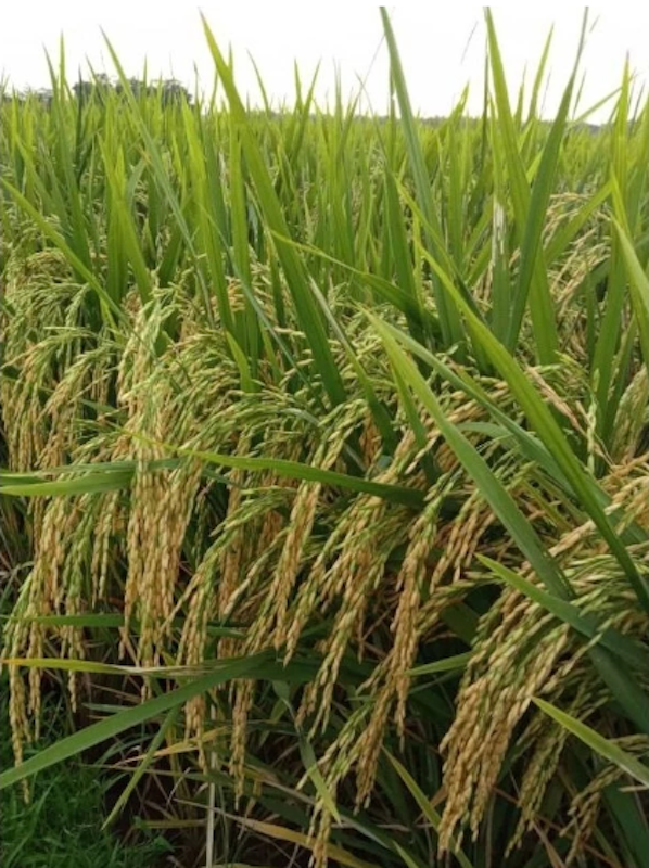 Tani Makmur Sejahtera Bibit Padi Sedayu 5 kg 3