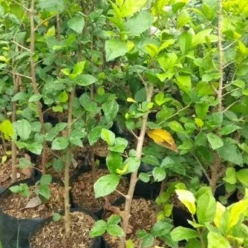 Bonsai Serut 4