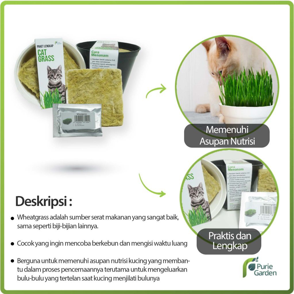 Purie Garden Paket Lengkap Rumput Kucing 4