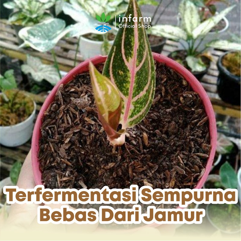 INFARM Media Tanam Aglonema 4