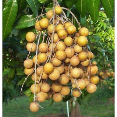 Central Organik Central Organik Pupuk Organik Multi Mikroba Kelengkeng Booster