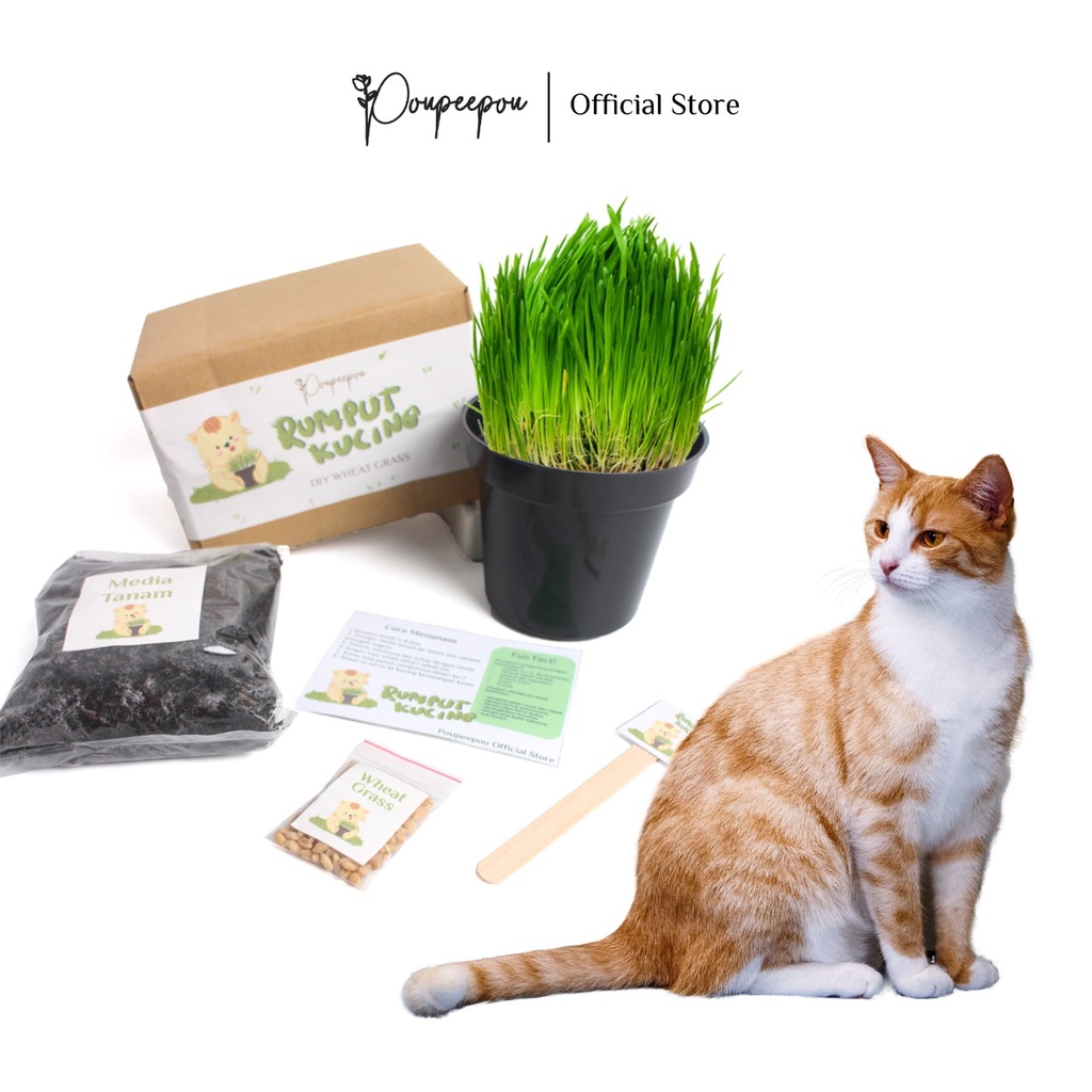Poupeepou - Biji Rumput Kucing DIY 2
